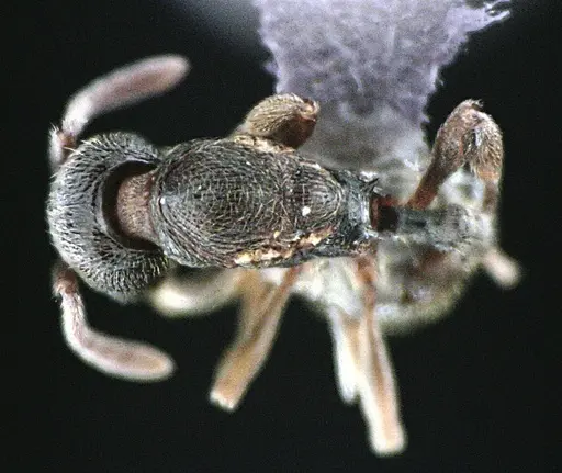 Stenamma meridionale specimen ANTWEB1041512 image antweb1041512_1