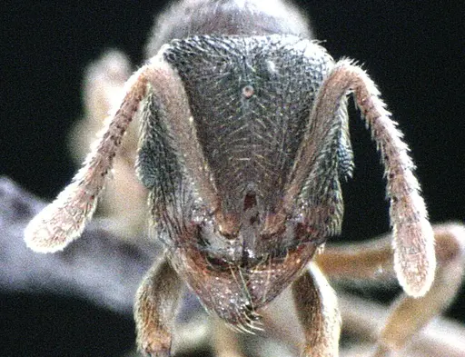 Stenamma meridionale specimen ANTWEB1041512 image antweb1041512_2