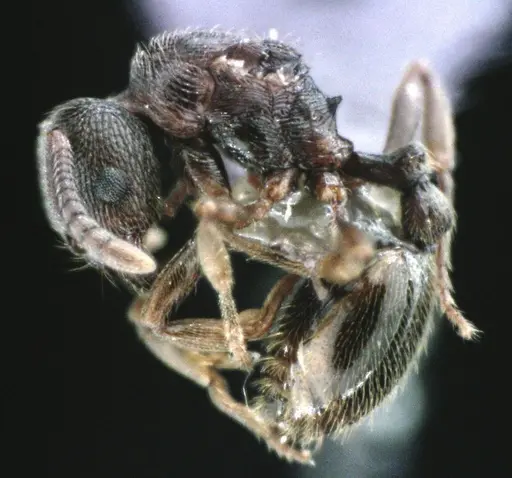 Stenamma meridionale specimen ANTWEB1041512 image antweb1041512_3