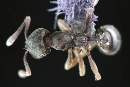 Stenamma meridionale specimen ANTWEB1041513 image antweb1041513_1