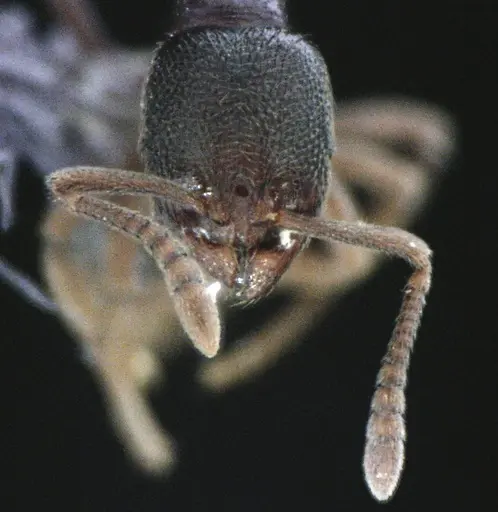 Stenamma meridionale specimen ANTWEB1041513 image antweb1041513_2
