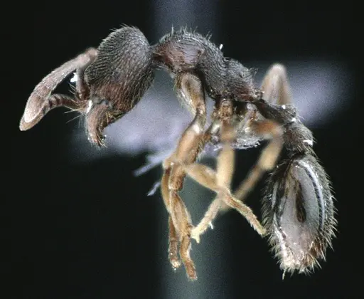 Stenamma meridionale specimen ANTWEB1041513 image antweb1041513_3
