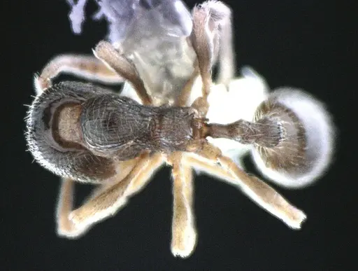 Stenamma meridionale specimen ANTWEB1041514 image antweb1041514_1