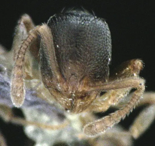 Stenamma meridionale specimen ANTWEB1041514 image antweb1041514_2