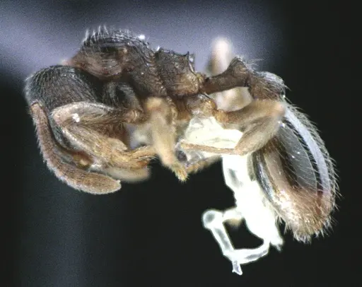 Stenamma meridionale specimen ANTWEB1041514 image antweb1041514_3