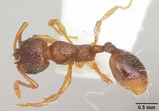Stenamma meridionale specimen CASENT0103170 image casent0103170_1