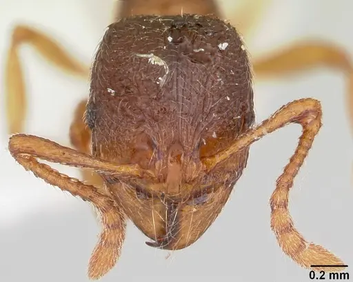 Stenamma meridionale specimen CASENT0103170 image casent0103170_2