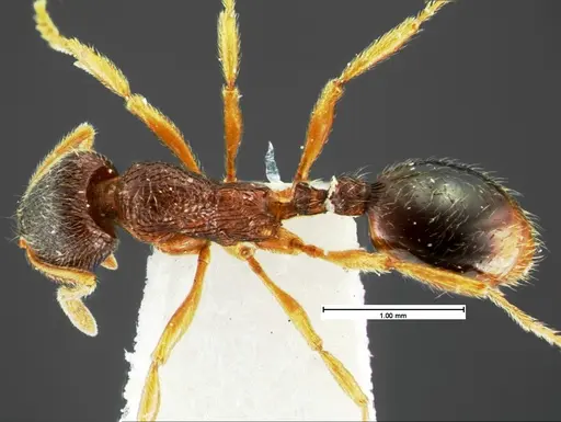Stenamma meridionale specimen CASENT0105569 image casent0105569_1