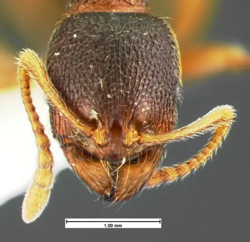 Stenamma meridionale specimen CASENT0105569 image casent0105569_2