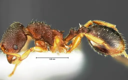 Stenamma meridionale specimen CASENT0105569 image casent0105569_3