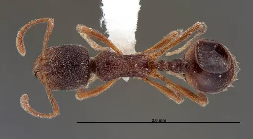 Stenamma meridionale specimen FMNHINS0000062754 image fmnhins0000062754_1