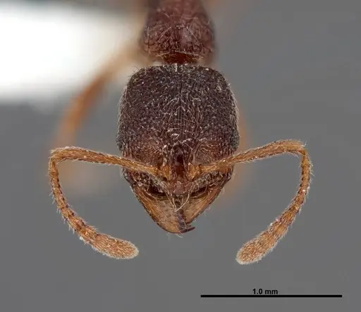 Stenamma meridionale specimen FMNHINS0000062754 image fmnhins0000062754_2