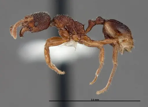 Stenamma meridionale specimen FMNHINS0000062754 image fmnhins0000062754_3