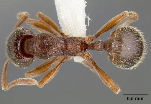 Stenamma meridionale specimen JTLC000006624 image jtlc000006624_1