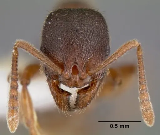 Stenamma meridionale specimen JTLC000006624 image jtlc000006624_2
