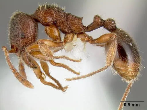 Stenamma meridionale specimen JTLC000006624 image jtlc000006624_3