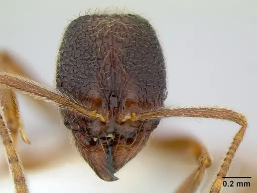 Stenamma monstrosum specimen CASENT0621327 image casent0621327_2
