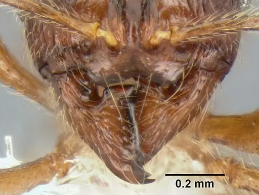Stenamma monstrosum specimen CASENT0621327 image casent0621327_3