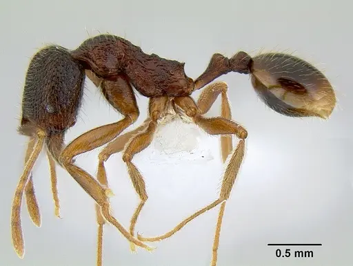 Stenamma monstrosum specimen CASENT0621327 image casent0621327_4