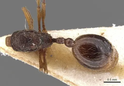 Stenamma msilanum specimen CASENT0907678 image casent0907678_1