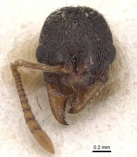 Stenamma msilanum specimen CASENT0907678 image casent0907678_2