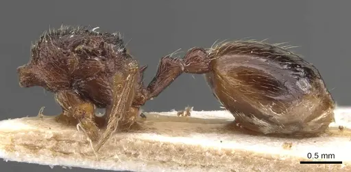 Stenamma msilanum specimen CASENT0907678 image casent0907678_3