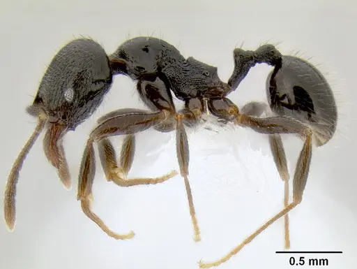 Stenamma muralla specimen CASENT0621311 image casent0621311_4