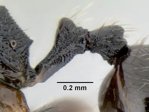 Stenamma muralla specimen CASENT0622049 image casent0622049_5
