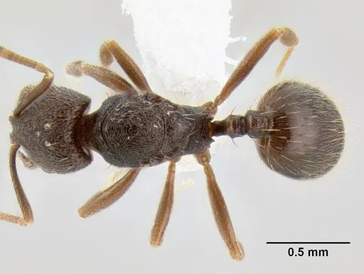 Stenamma nanozoi specimen CASENT0621802 image casent0621802_1