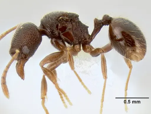 Stenamma nanozoi specimen CASENT0621802 image casent0621802_3