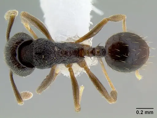 Stenamma nanozoi specimen CASENT0621824 image casent0621824_1