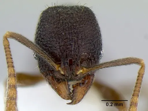 Stenamma nanozoi specimen CASENT0621824 image casent0621824_2