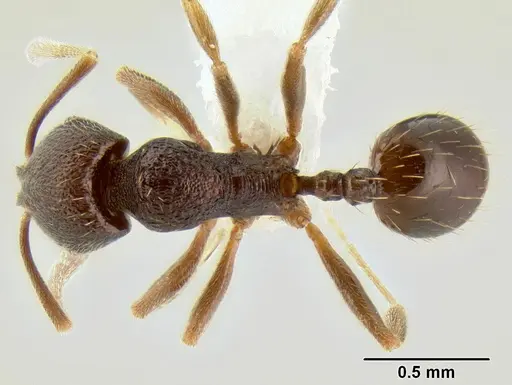Stenamma nanozoi specimen CASENT0621828 image casent0621828_1