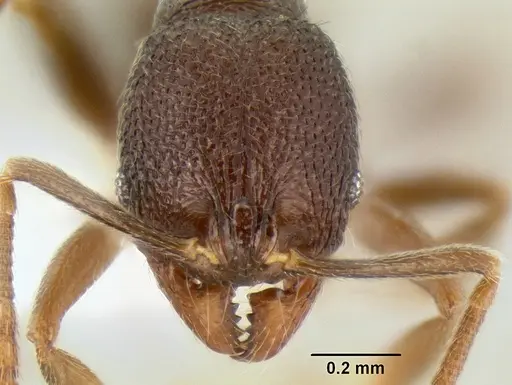 Stenamma nanozoi specimen CASENT0621828 image casent0621828_2
