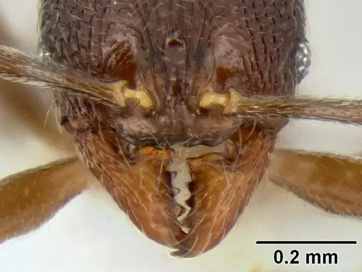 Stenamma nanozoi specimen CASENT0621828 image casent0621828_3