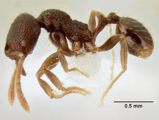 Stenamma nanozoi specimen CASENT0621828 image casent0621828_4