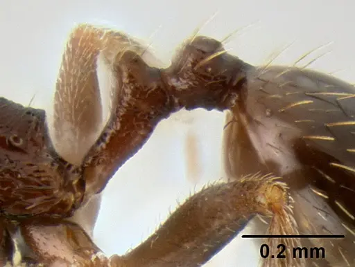 Stenamma nanozoi specimen CASENT0621828 image casent0621828_5