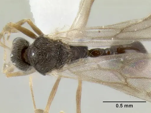 Stenamma nanozoi specimen CASENT0622004 image casent0622004_1