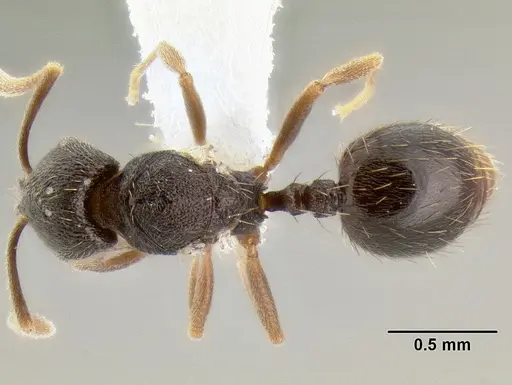 Stenamma nanozoi specimen CASENT0622005 image casent0622005_1