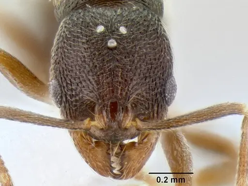 Stenamma nanozoi specimen CASENT0622005 image casent0622005_2