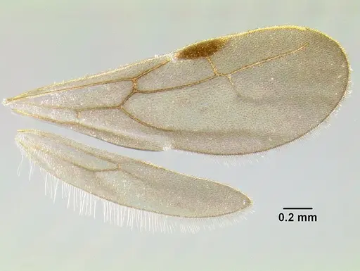 Stenamma nanozoi specimen CASENT0622005 image casent0622005_4