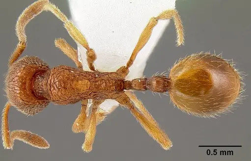 Stenamma nipponense specimen CASENT0605172 image casent0605172_1