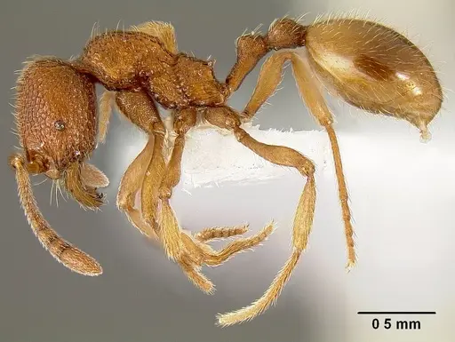 Stenamma nipponense specimen CASENT0605172 image casent0605172_3