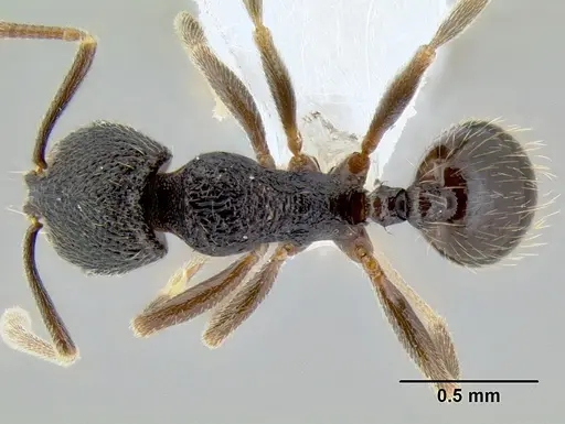 Stenamma nonotch specimen CASENT0603896 image casent0603896_1