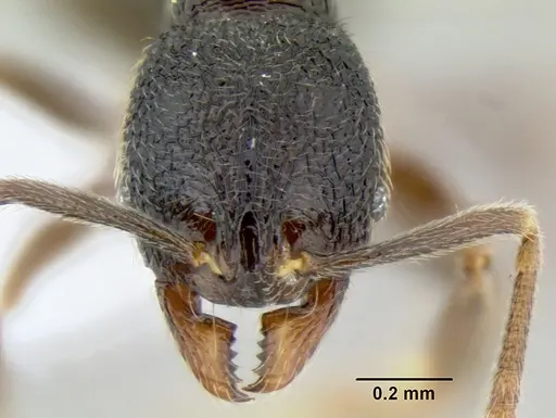 Stenamma nonotch specimen CASENT0603896 image casent0603896_2