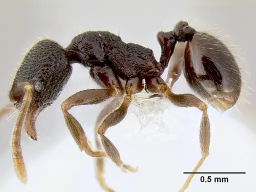 Stenamma nonotch specimen CASENT0603896 image casent0603896_3