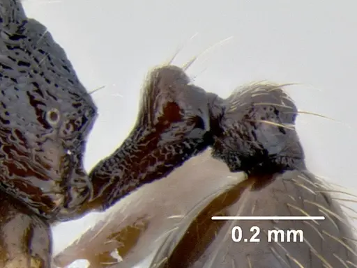 Stenamma nonotch specimen CASENT0603896 image casent0603896_4