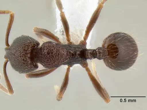 Stenamma nonotch specimen CASENT0603920 image casent0603920_1