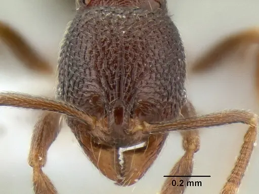 Stenamma nonotch specimen CASENT0603920 image casent0603920_2