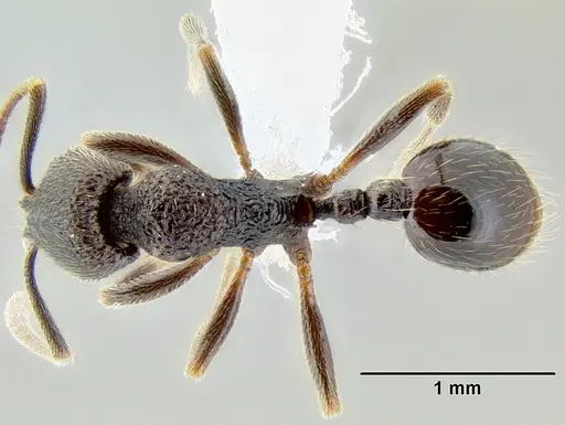 Stenamma nonotch specimen CASENT0604711 image casent0604711_1